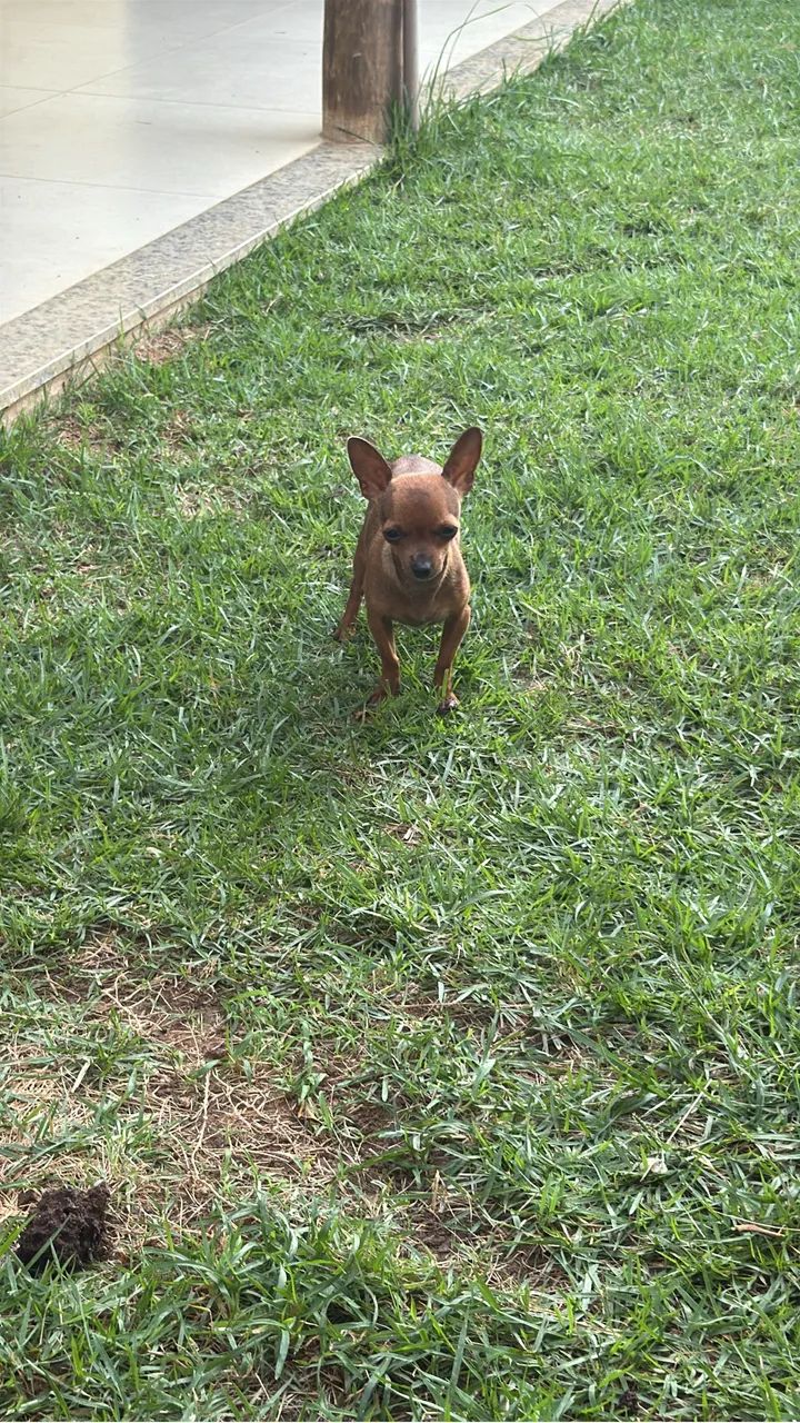 Vendo - Foto 2