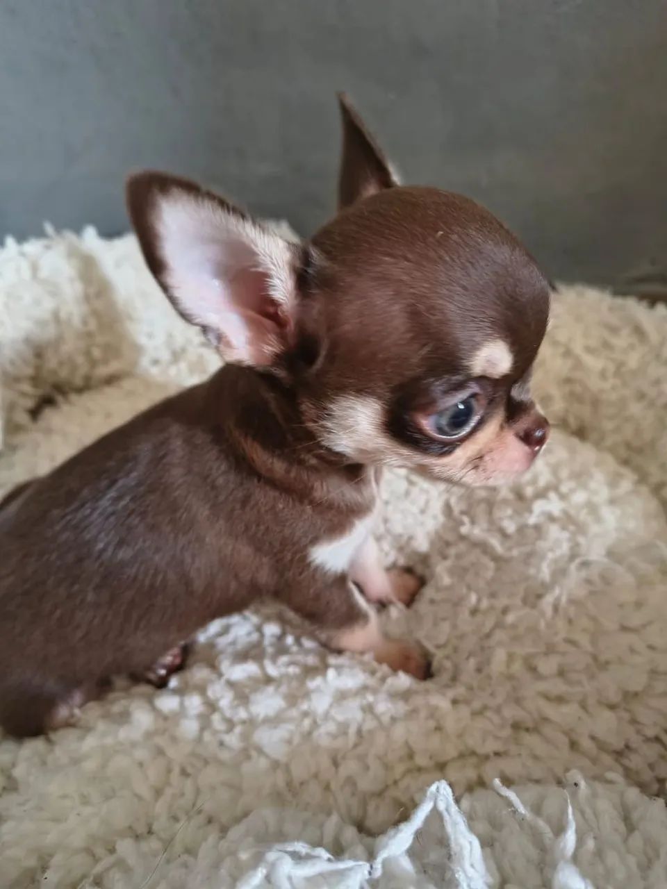 Chihuahua  disponíveis  - Foto 3