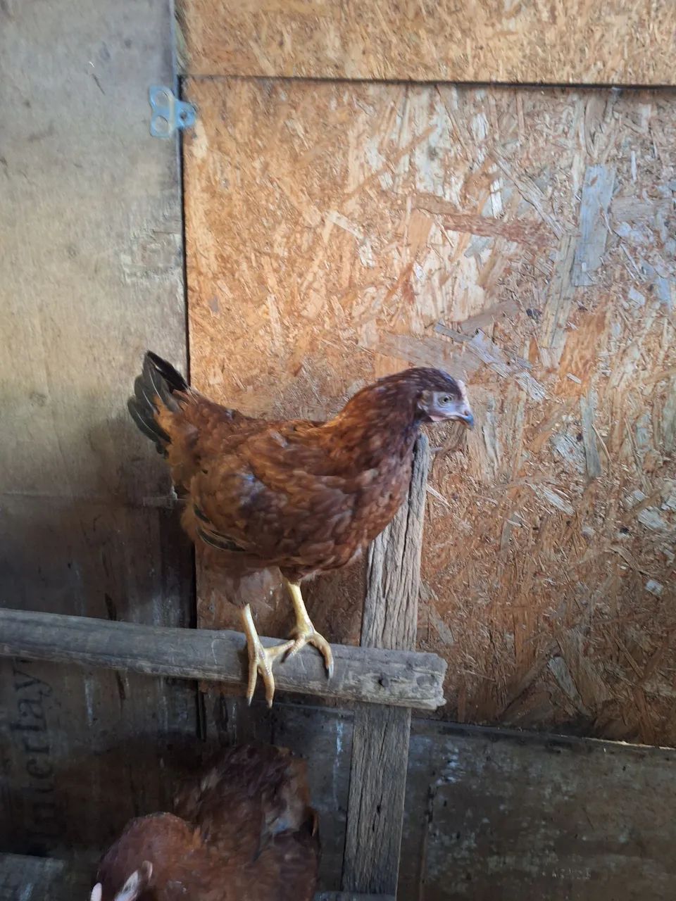 Galinhas Embrapa 51  - Foto 3