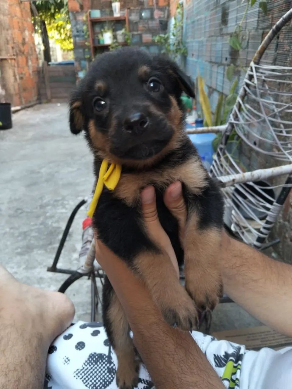 Rottweiler Filhote  - Foto 2