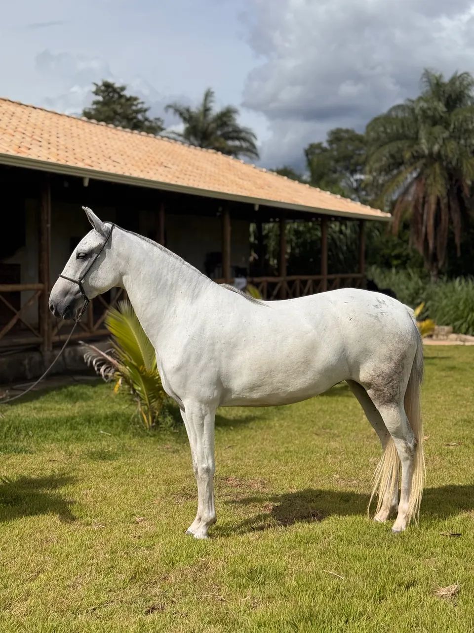 Égua 6 anos das mais lindas Registrada m/ Batida - Foto 3
