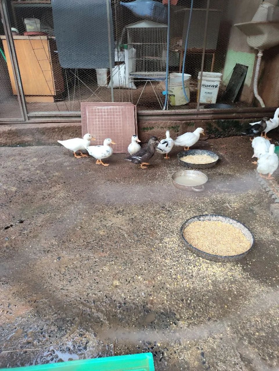 Disponíveis  - Foto 2