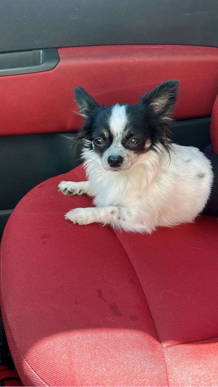 Chiuahua busca namorada - Foto 4