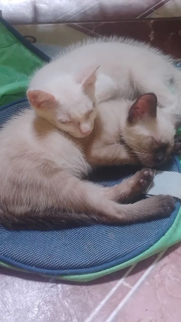 Adoção responsável  - Foto 3