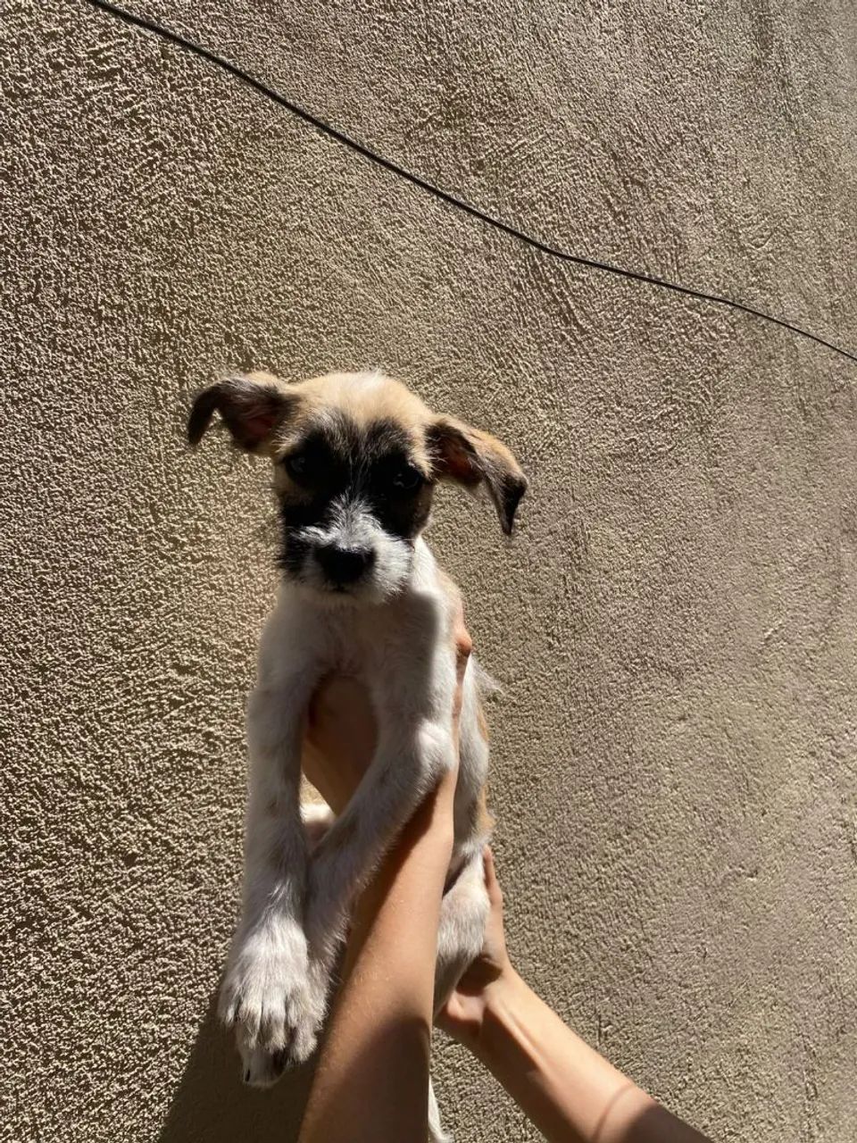 Cachorro Filhote - Foto 3