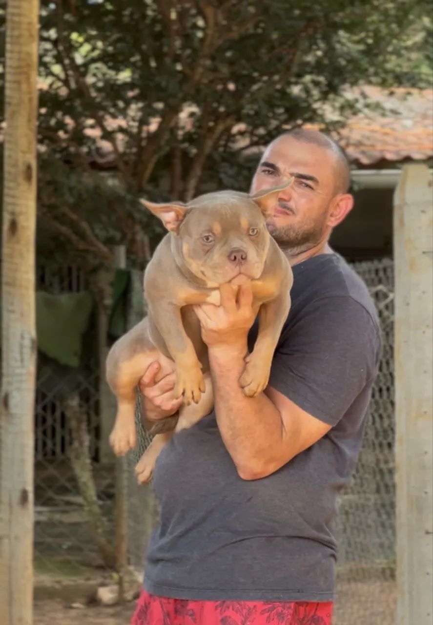 Fêmeas American Bully
