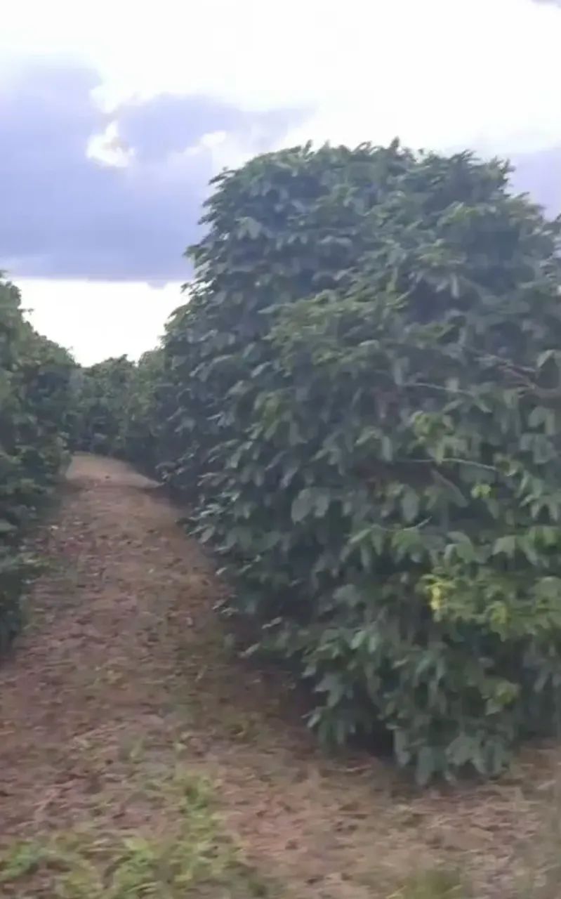 75 mil pés de café mecanizados - Foto 5