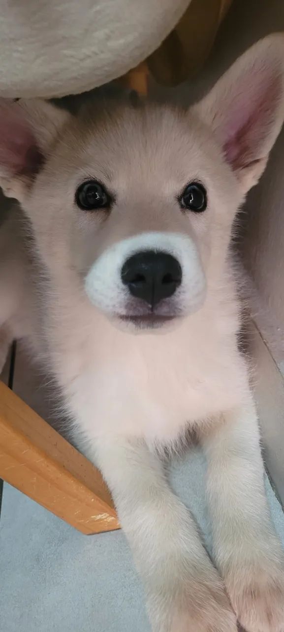 Husky siberiano  - Foto 5