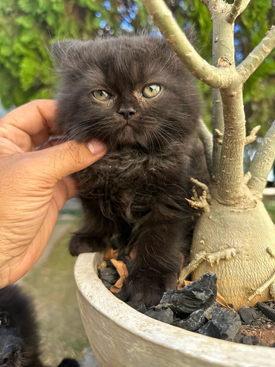 Gatos Persas - Foto 4