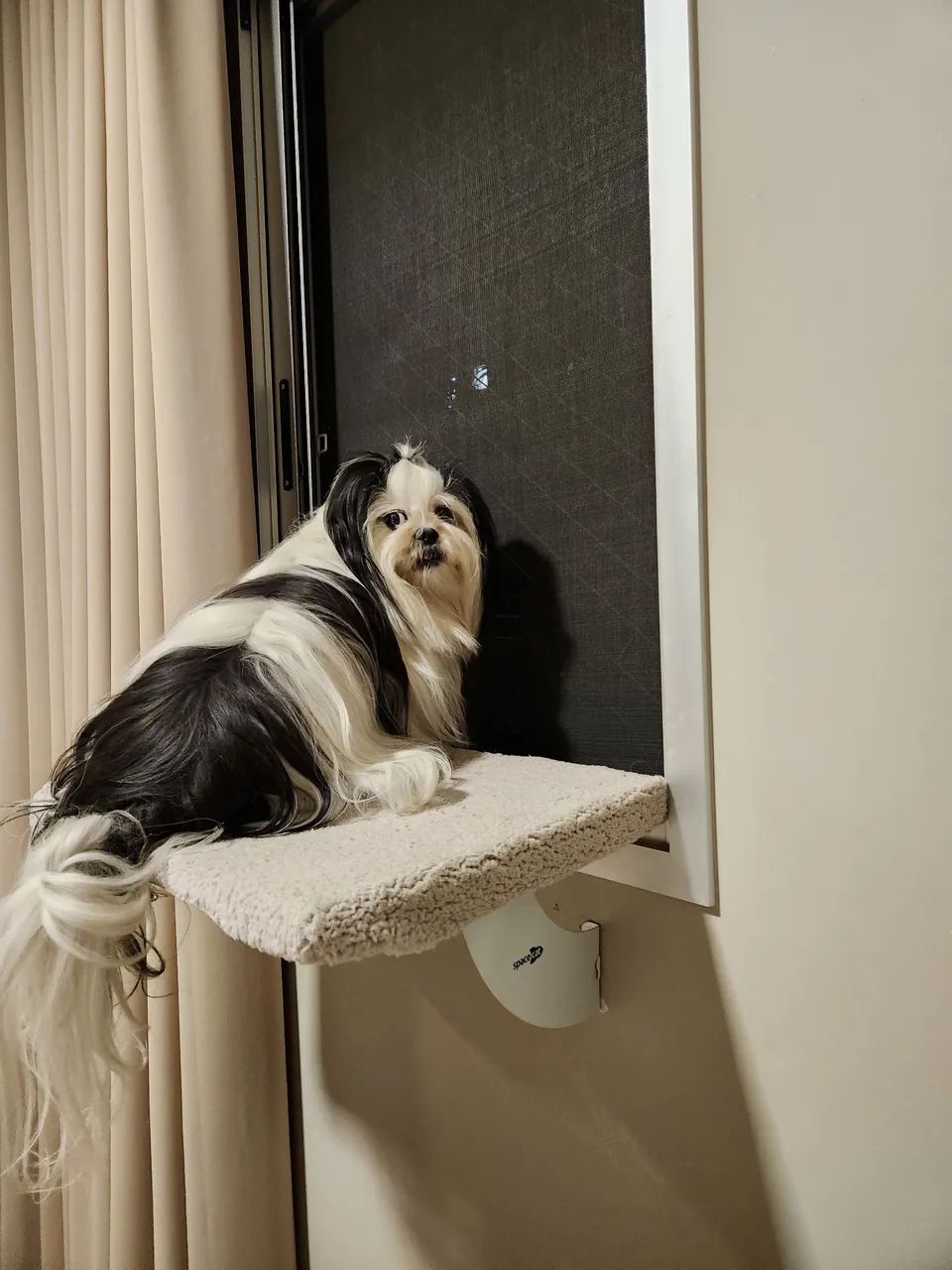 Cama de Janela para Pets489072332931092481
