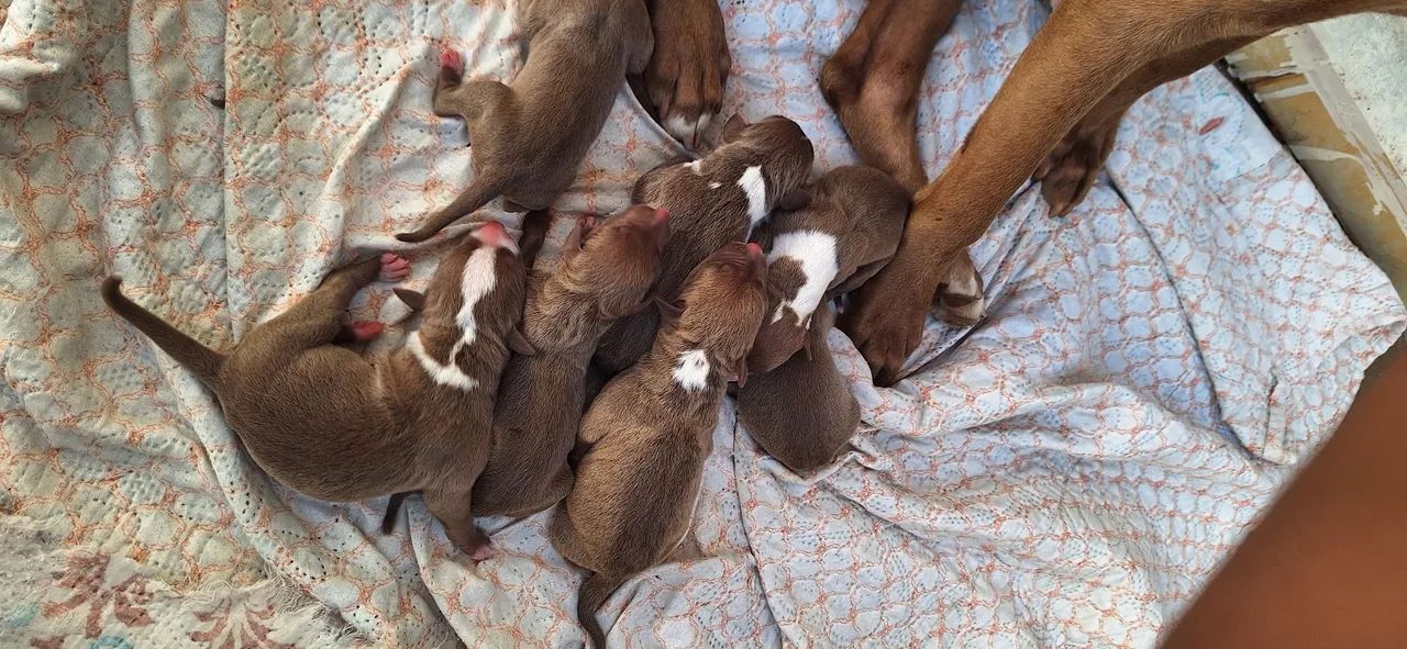 Vendo filhotes de pitbull fêmeas  - Foto 2