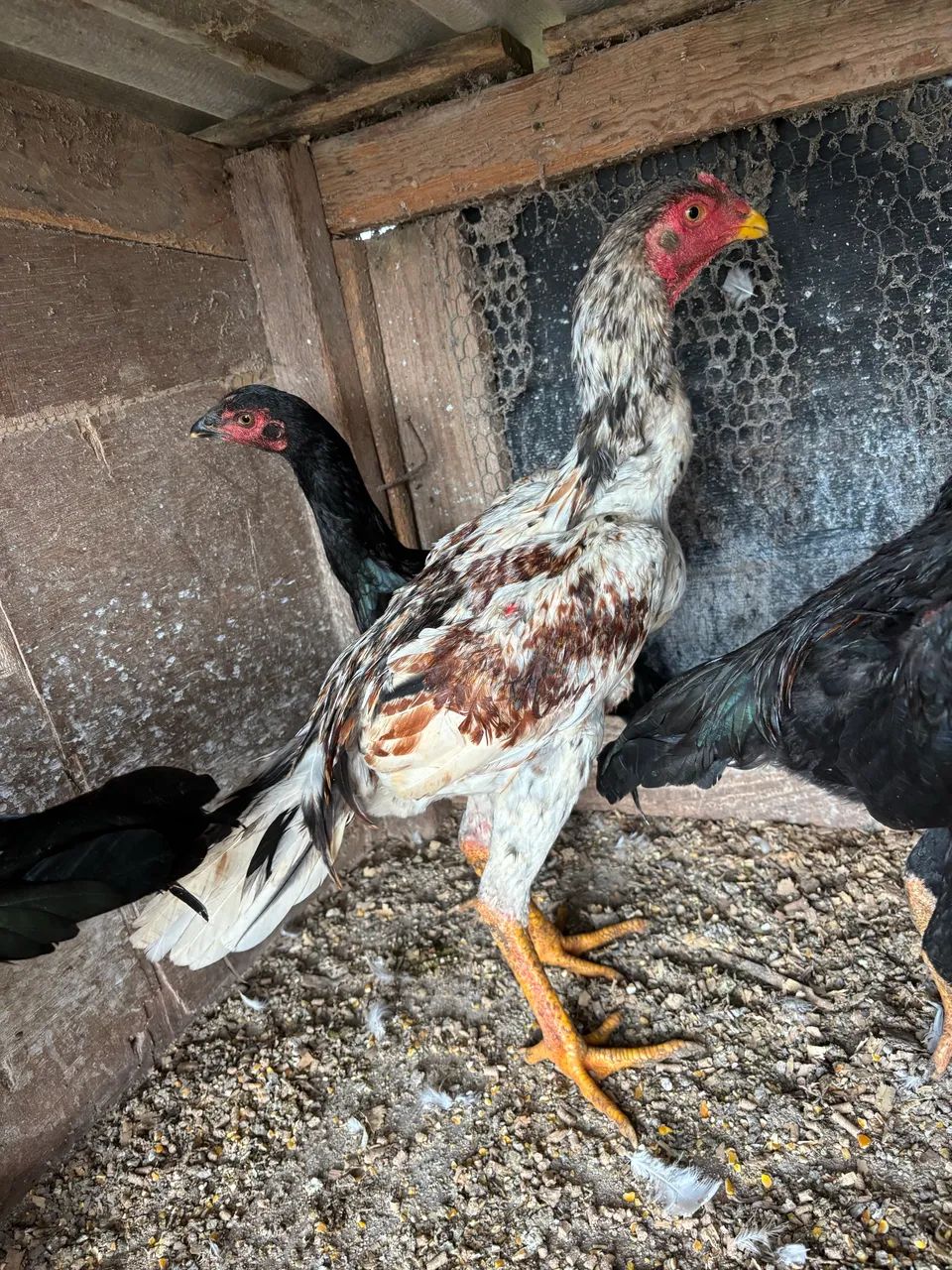 Frango índio  - Foto 2