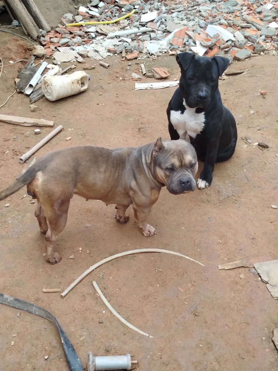 American Bully  - Foto 4