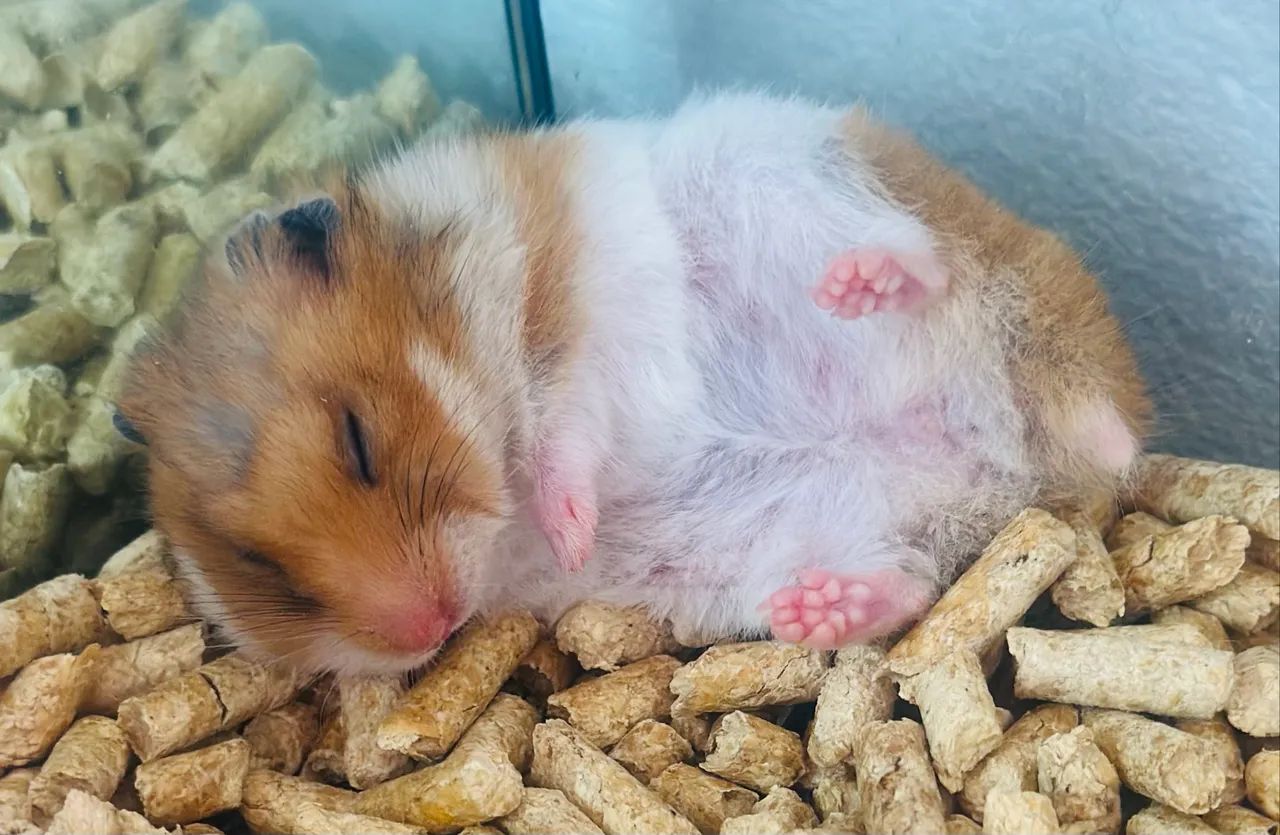 Hamsters 65570200578435125