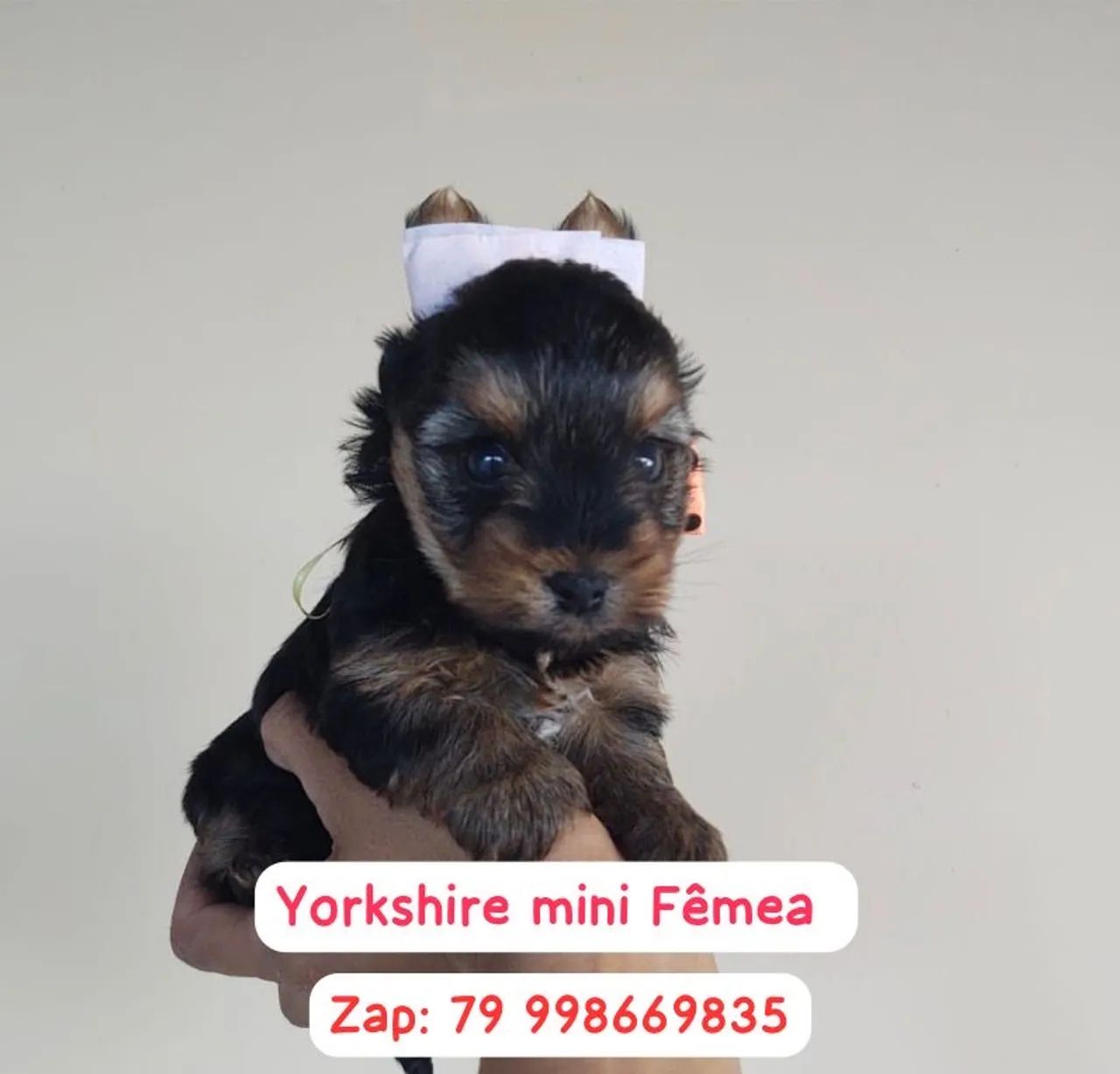 Yorkshire mine Fêmea  - Foto 2