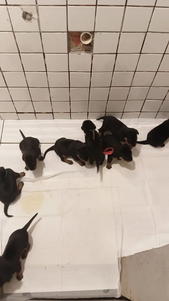 Cachorro  - Foto 5