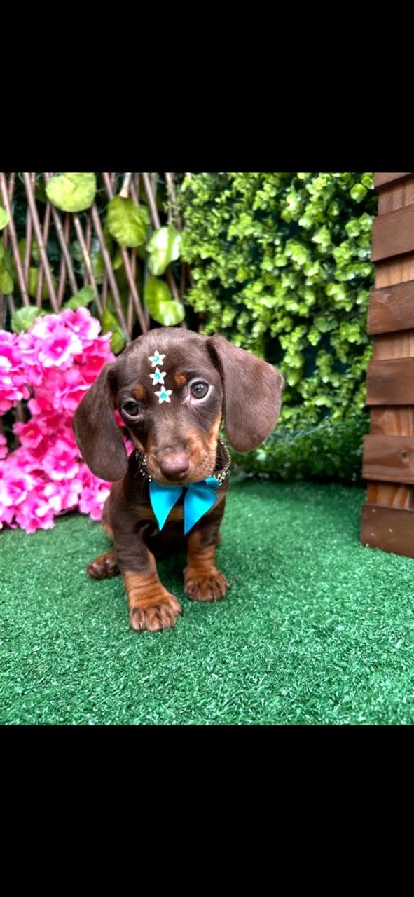 Dachshund Miniatura (chocolate)