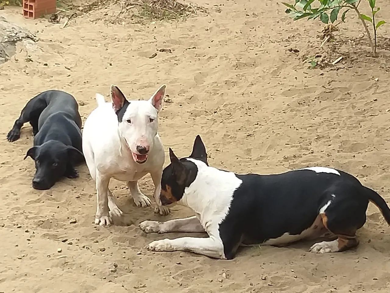 PITBULL TERRIER  ?  - Foto 2