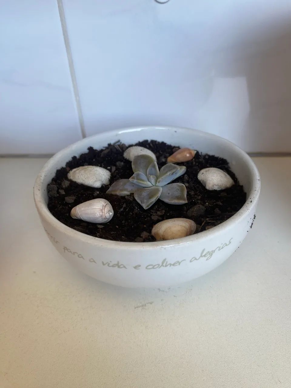 Vaso com Suculenta  - Foto 2
