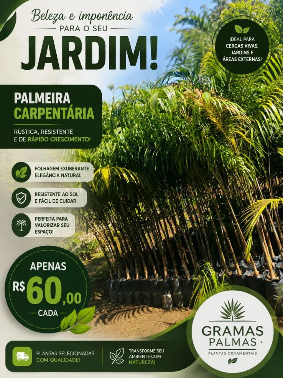 Gramas Palmas  - Foto 5