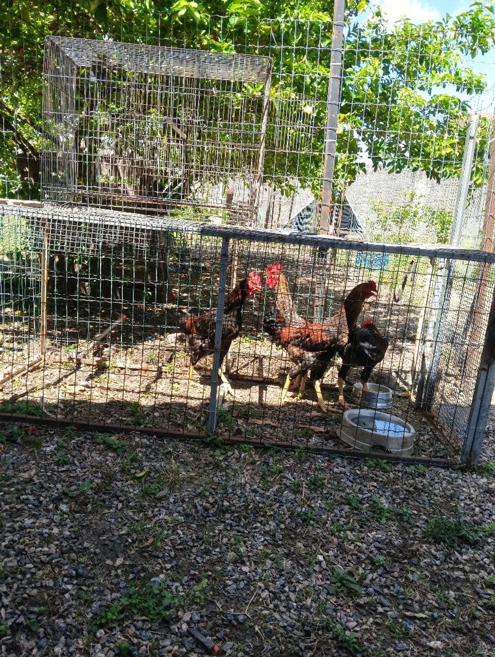 Vendo 4 frangotes indiano tailandês 