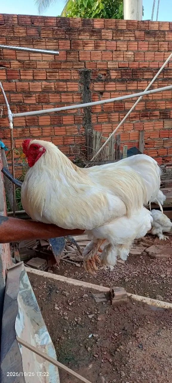 Galo da raça Brahma  - Foto 2