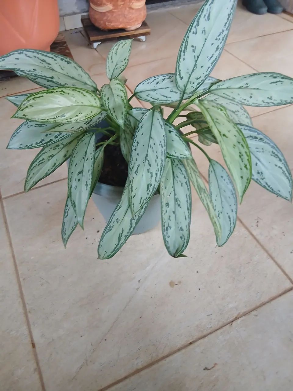 Planta comigo ninguém pode - Foto 2
