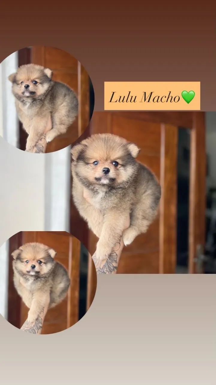 Lulu macho com Pedigree 