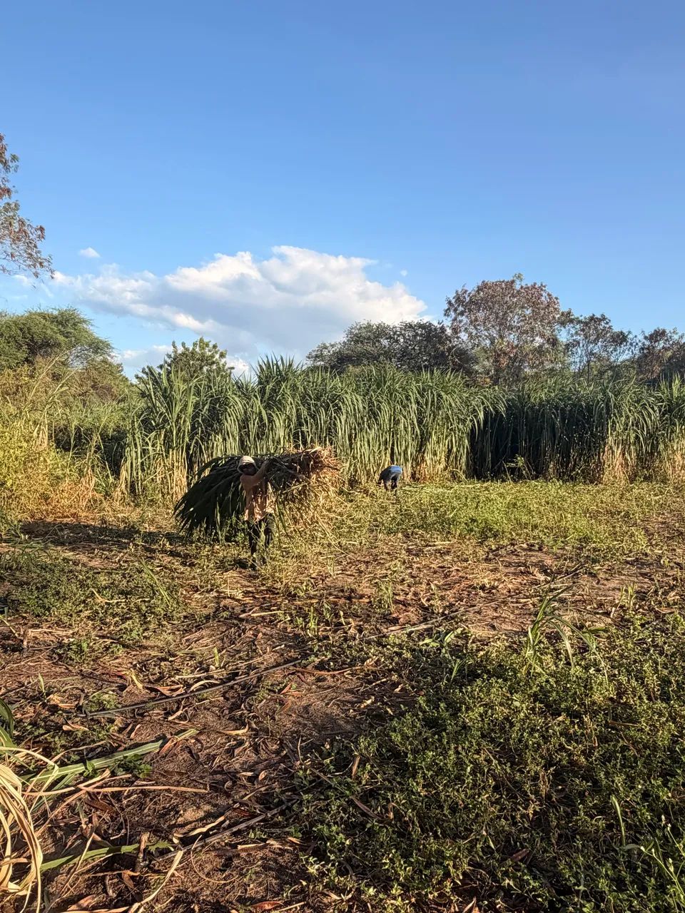 SILAGEM E CAPIM VERDE - Foto 2