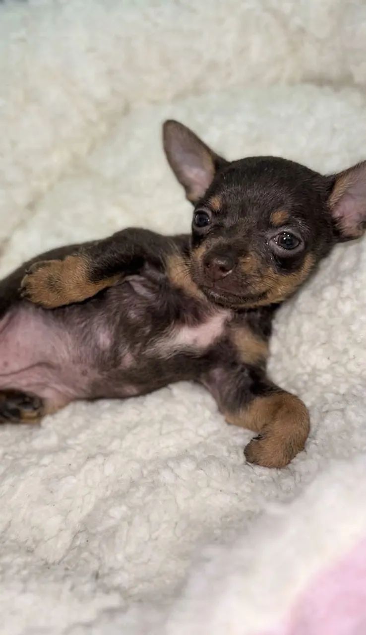 PINSCHER - Foto 3