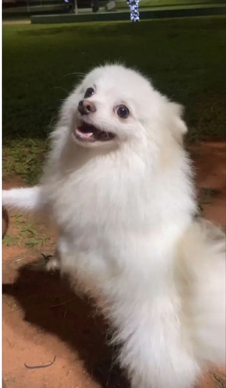 Spitz alemão 