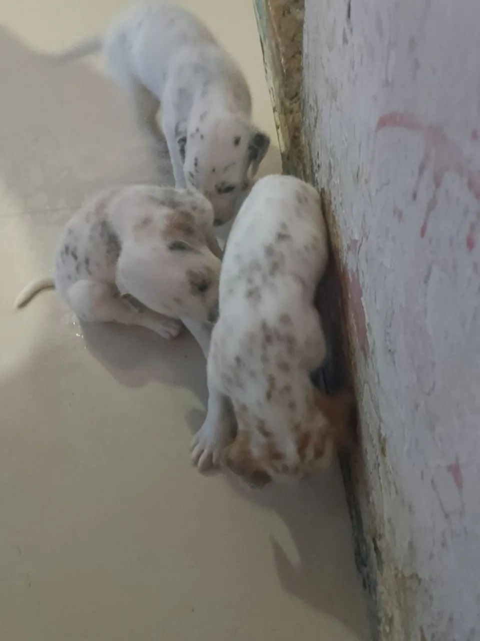 Lindos cachorrinhos dálmatas 