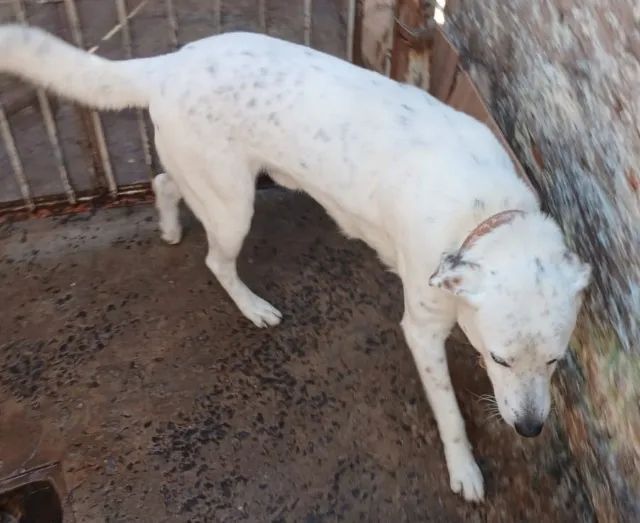 PET PIPOCA PROCURA NOVO LAR - Foto 2