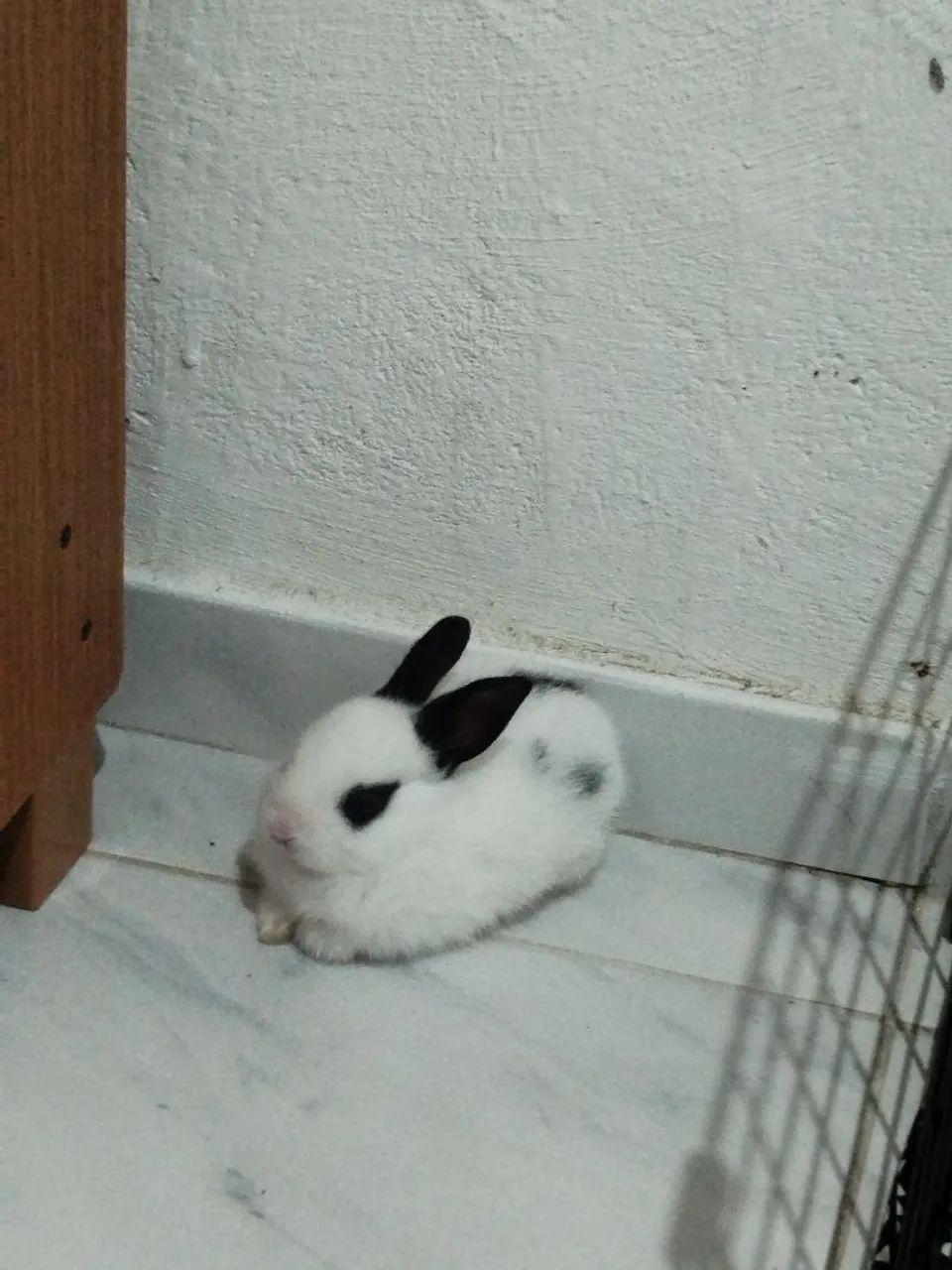 Doação responsável de um coelhinho ? - Foto 2