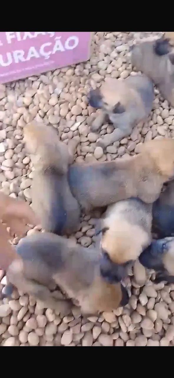 Cachorros - Foto 2