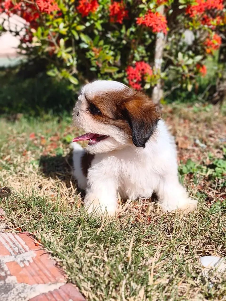 Shihtzu macho - Foto 2