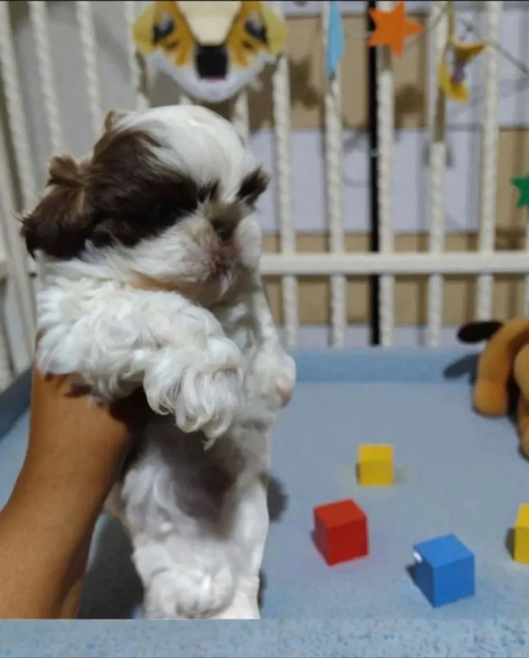 Shih-tzu (Macho)  - Foto 2