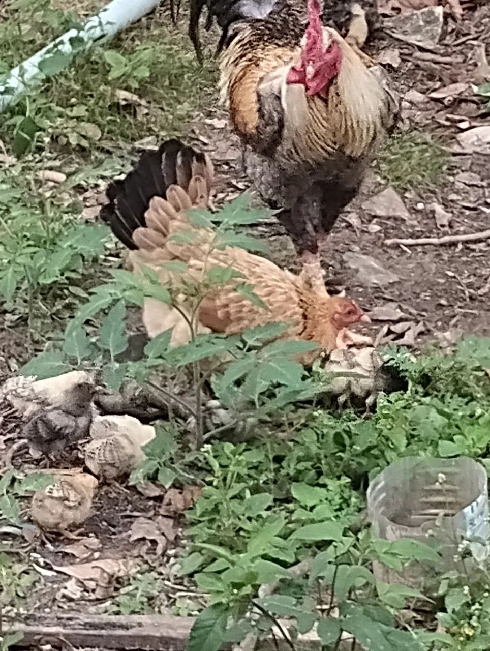 Galinhas e franguinhos  - Foto 2