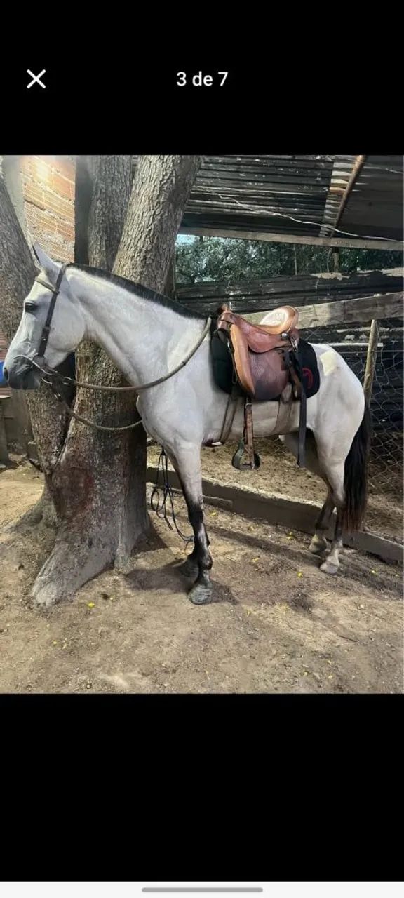 Cavalo