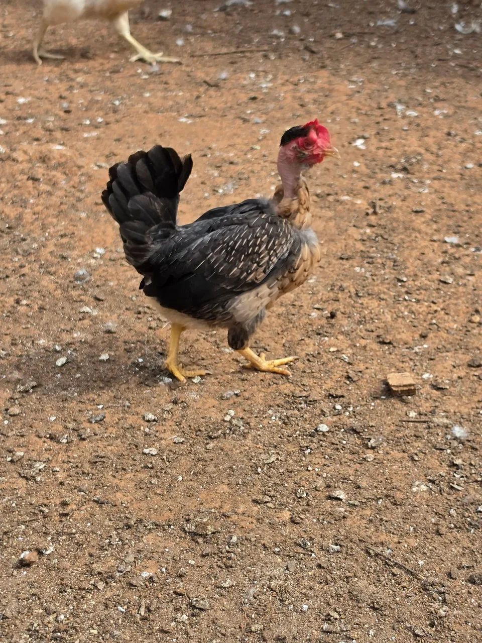 Galo e Galinha Garnizé  - Foto 3
