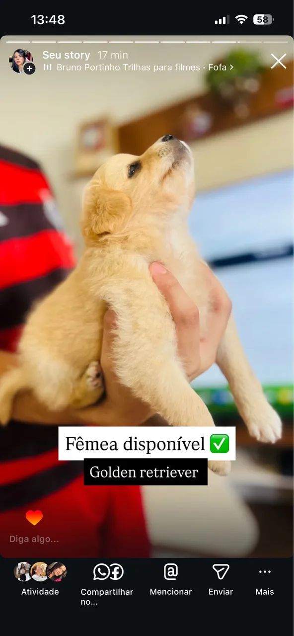 Golden retriever 1.200 - Foto 2