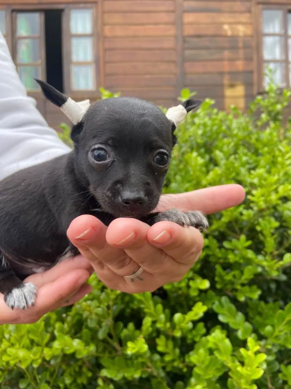 Pinscher macho  - Foto 2