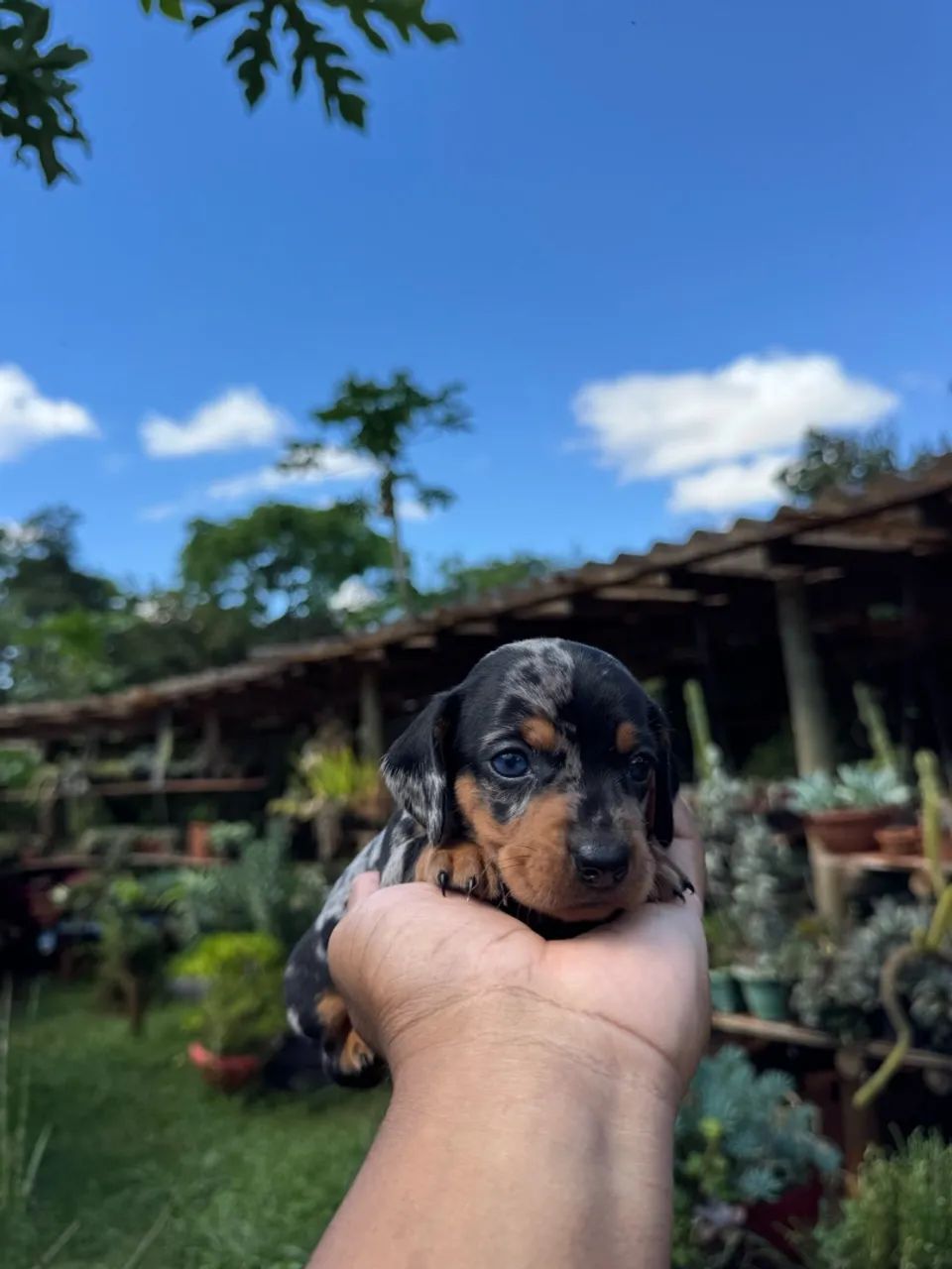 Lindos bebês de Teckel  - Foto 4