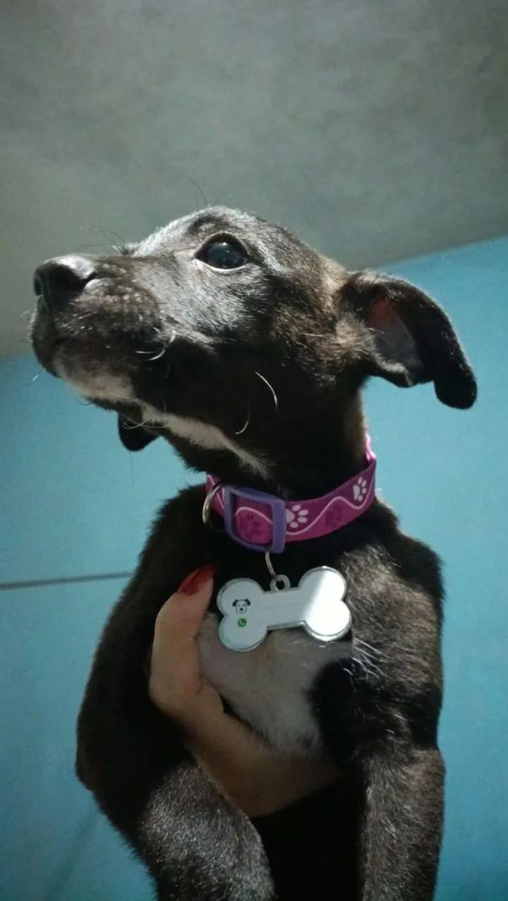 adoção  - Foto 2