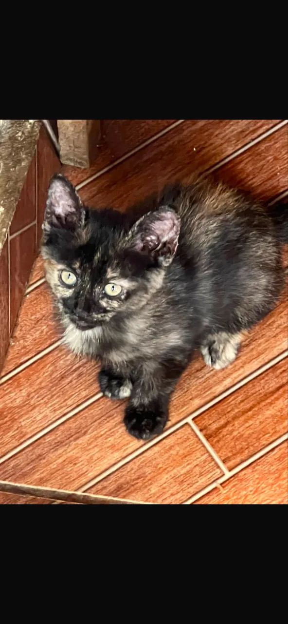 Doacao gatos - Foto 2