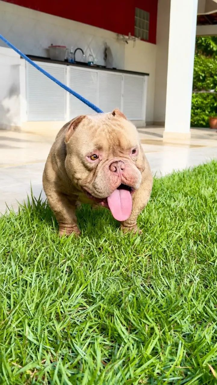 Exotic Bully  - Foto 3