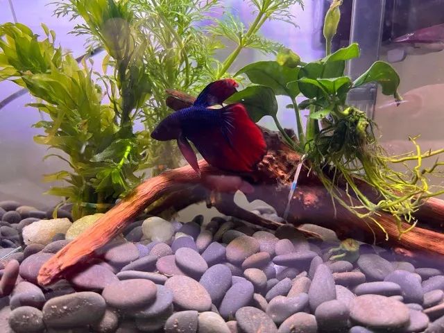 Aquario completo tres litros