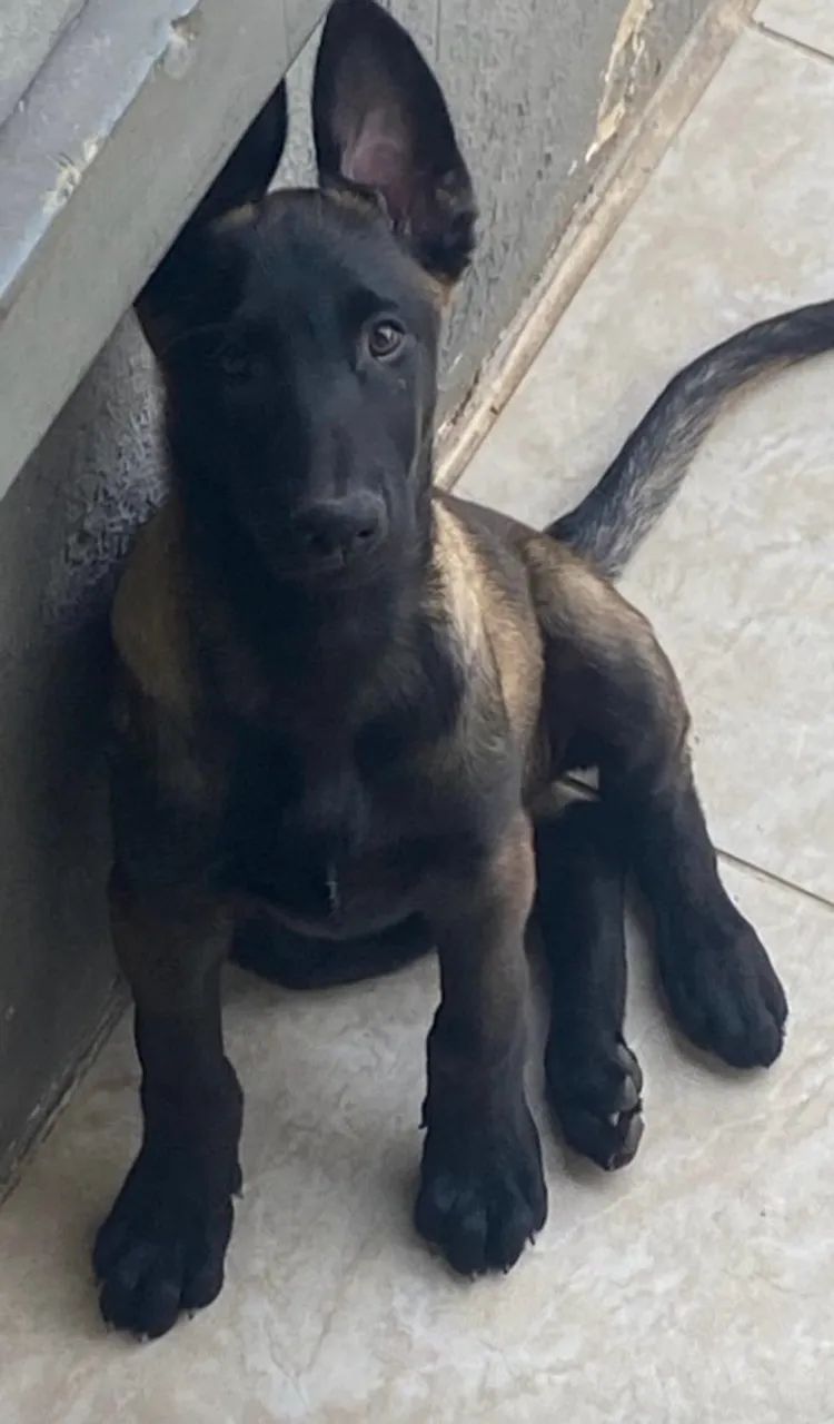 Pastor belga malinois