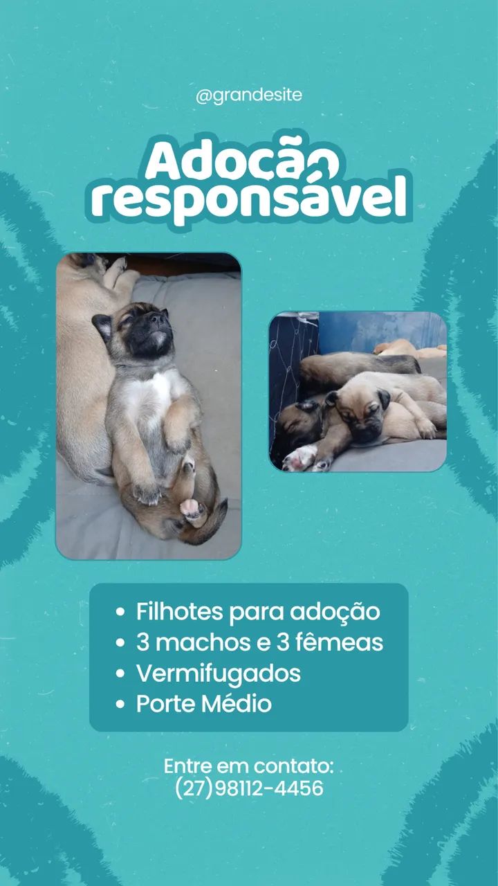 Doação de filhotes 