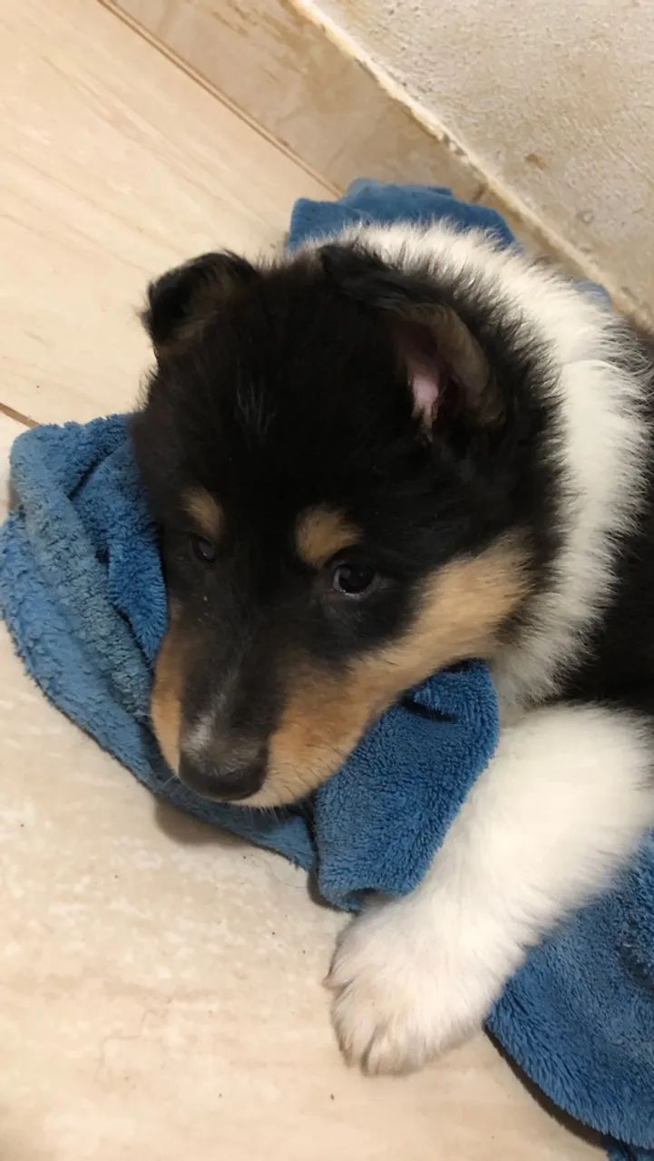Rough collie  - Foto 4